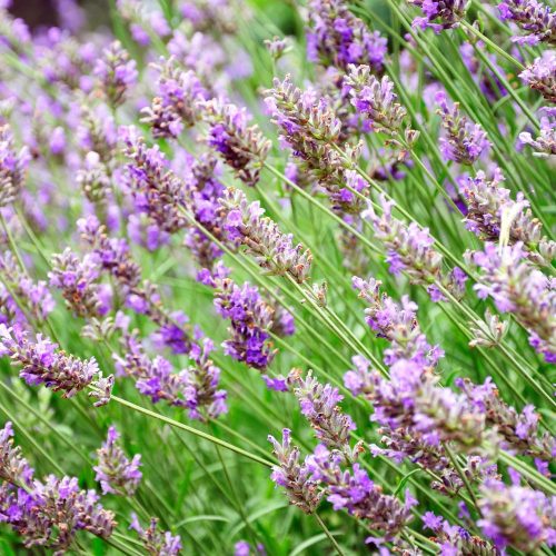 Lavandula x chaytoriae 'Richard Gray'  - Konténeres