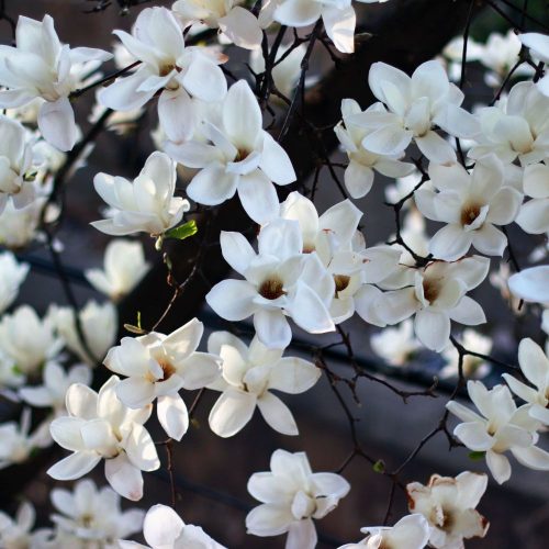 Fehér liliomfa - Magnolia kobus - Konténeres