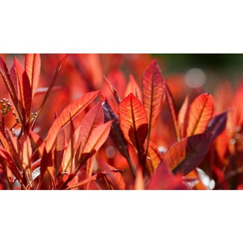 Red Robin korallberkenye - Photinia x fraseri 'Red Robin' - Konténeres