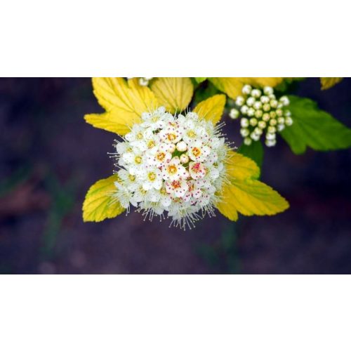 Kanári hólyagvessző - Physocarpus opulifolius 'Luteus' - Konténeres