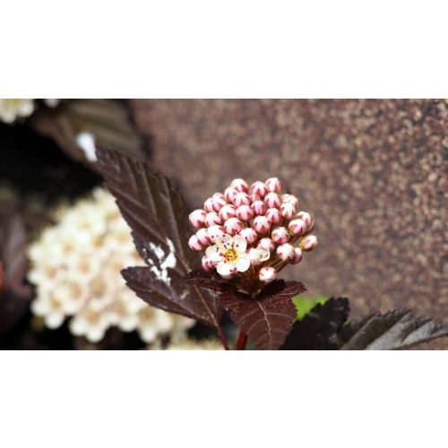 Mélybordó hólyagvessző - Physocarpus opulifolius 'Diabolo'® - Konténeres