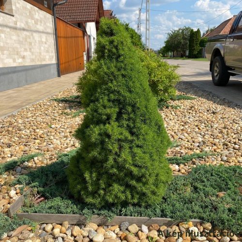 Cukorsüvegfenyő - Picea glauca 'Conica' - Konténeres