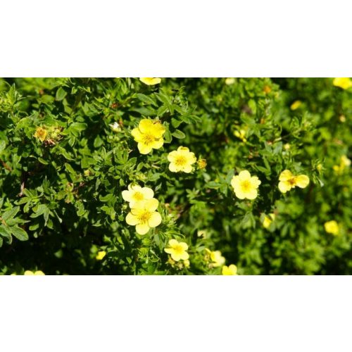 Kobold cserjéspimpó - Potentilla fruticosa 'Kobold' - Konténeres