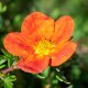 Narancspiros virágú cserjéspimpó - Potentilla fruticosa  'Red Ace' - Konténeres