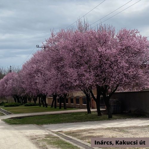 Vérszilva - Prunus cerasifera 'Woodi' - Konténeres