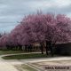 Vérszilva - Prunus cerasifera 'Woodii' - Konténeres