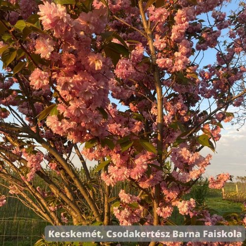 Oszlopos japán díszcseresznye - Prunus serrulata 'Amanogawa' - Konténeres