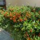 Kansani tűztövis - Pyracantha coccinea ’Kansan’