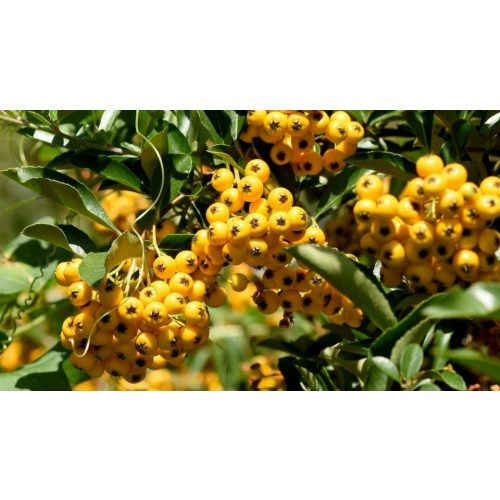 Soleil citrom tűztövise - Pyracantha coccinea 'Soleil d'Or' - Konténeres