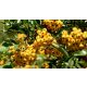 Soleil citrom tűztövise - Pyracantha coccinea 'Soleil d'Or' - Konténeres