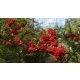 Vérpiros tűztövis - Pyracantha coccinea 'Mohave' - (2 db/csomag)