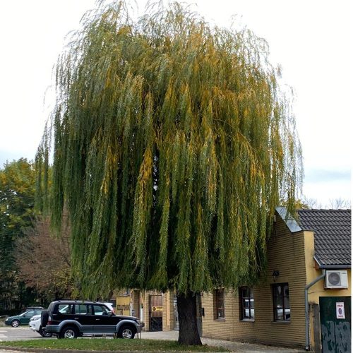 Szomorú fűz - Salix alba 'Tristis'