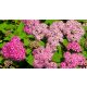 Anthony gyöngyvesszője - Spiraea japonica 'Anthony Waterer' - Konténeres