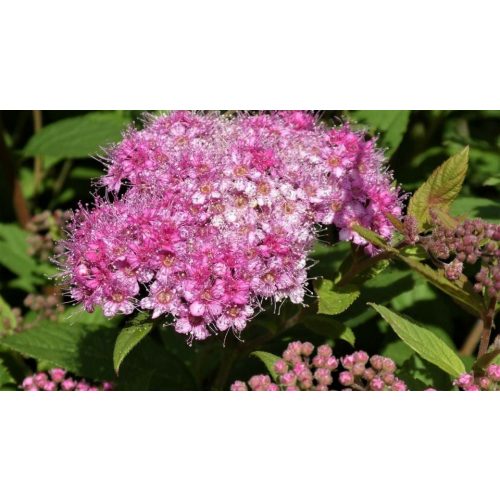 Rózsás gyöngyvessző - Spiraea japonica 'Crispa' - Konténeres