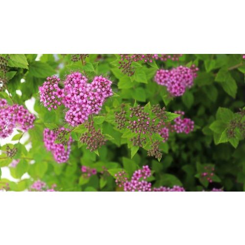 Rózsás törpe gyöngyvessző - Spiraea japonica 'Little Princess' - Konténeres