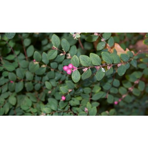 Talajtakaró hóbogyó - Symphoricarpos x chenaultii 'Hancock' - (3 db/csomag)