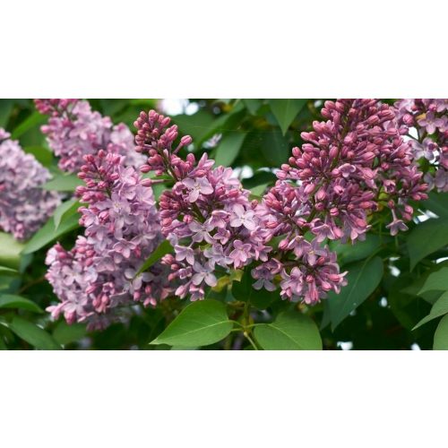 Közönséges orgona - Syringa vulgaris - Konténeres