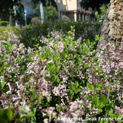 Lilavirágú törpeorgona - Syringa meyeri 'Palibin' - Konténeres