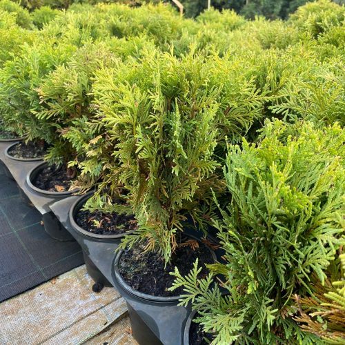 Arany törpe tuja - Thuja occidentalis 'Mirjam'