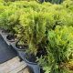 Arany törpe tuja - Thuja occidentalis 'Mirjam'