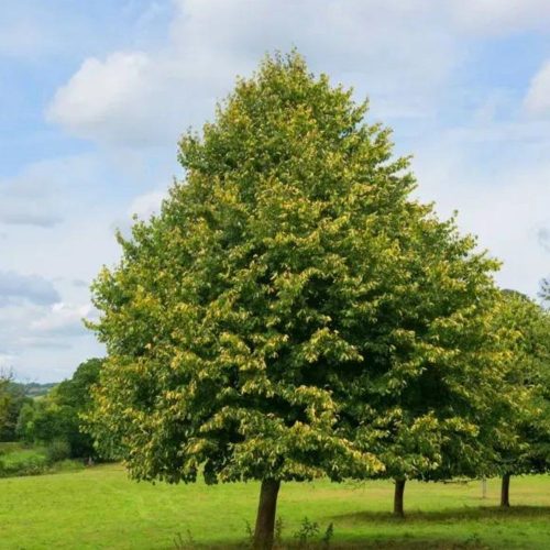 Kislevelű hárs - Tilia cordata ’Greenspire’