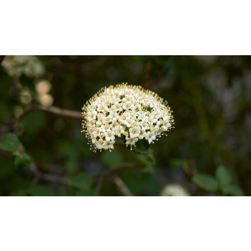 Ostorménbangita - Viburnum lantana - Konténeres