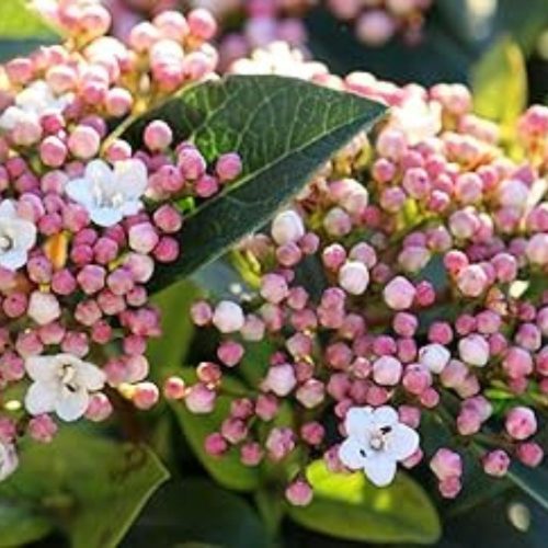 Téli bangita - Viburnum tinus ’Purpureum’