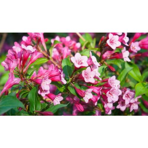 Bordó törpe rózsalonc - Weigela florida 'Nana Purpurea' - Konténeres