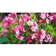 Bordó törpe rózsalonc - Weigela florida 'Nana Purpurea' - Konténeres