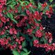  Piros virágú rózsalonc - Weigela florida 'Newport Red' - Knténeres