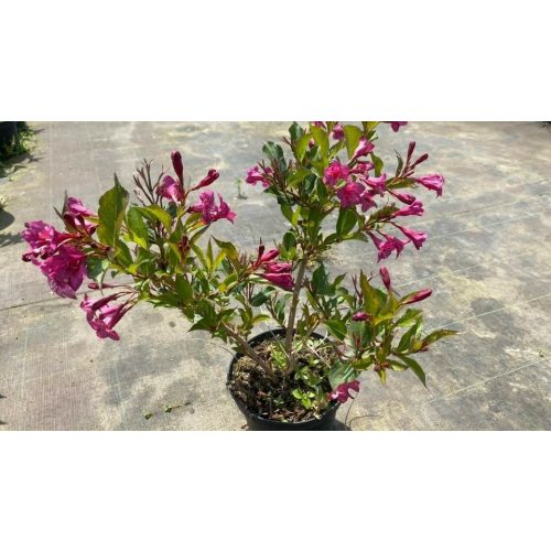 Szenvedély rózsalonca - Weigela florida 