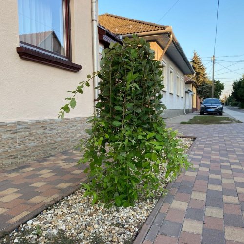 Szomorú barkafűz - Salix caprea 'Pendula' - Konténeres