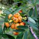 Házi berkenye - Sorbus domestica - Konténeres