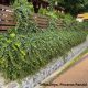 Balkon borostyán - Hedera helix ’Balkon’ - Konténeres