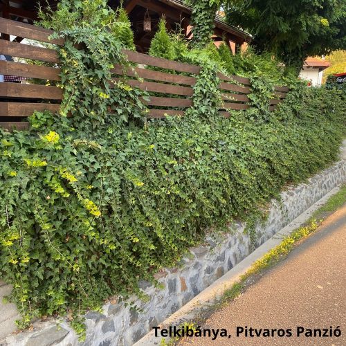 Balkon borostyán - Hedera helix ’Balkon’ - (3 db/csomag)