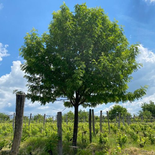 Házi berkenye - Sorbus domestica - Konténeres