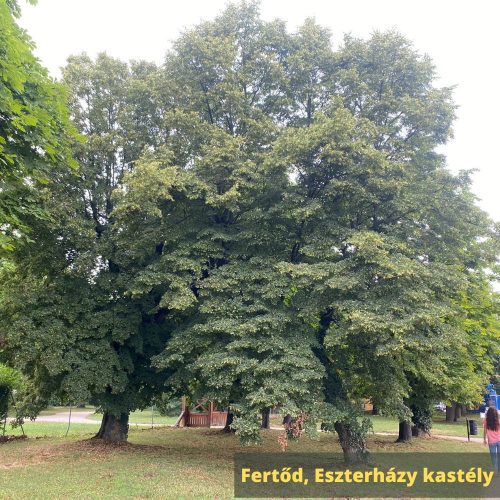 Kislevelű hárs - Tilia cordata - Szabadgyökeres