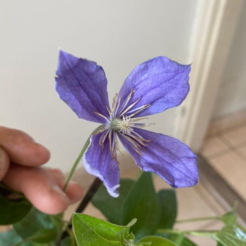 Kerti iszalag - Clematis ’Jackmannii’ - Konténeres