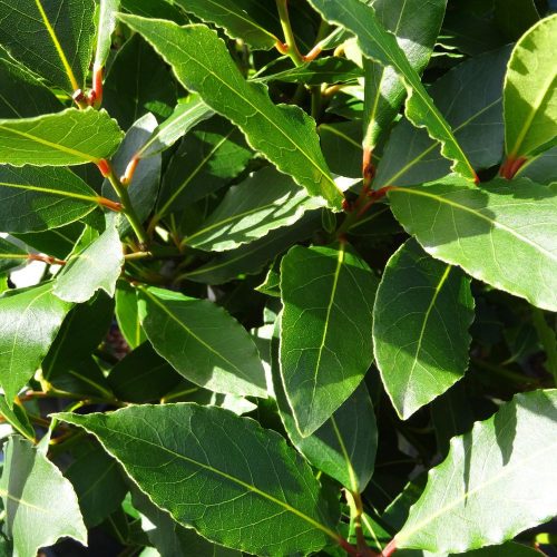 Babér - Laurus nobilis - Konténeres