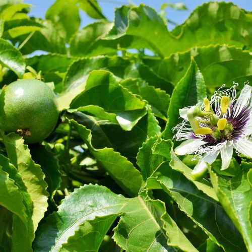 Maracuja - Passiflora edulis - Konténeres