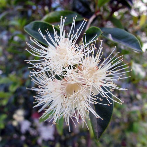 Festő cseresznye - Syzygium paniculatum - Konténeres