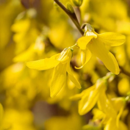 Marée d'Or törpe aranyvessző - Forsythia viridissima 'Marée d'Or' - Konténeres