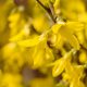 Marée d'Or törpe aranyvessző - Forsythia viridissima 'Marée d'Or' - Konténeres