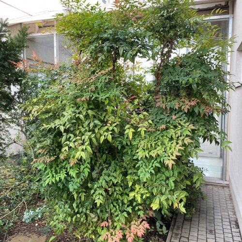 Tűzvörös japán szentfa - Nandina domestica - Konténeres