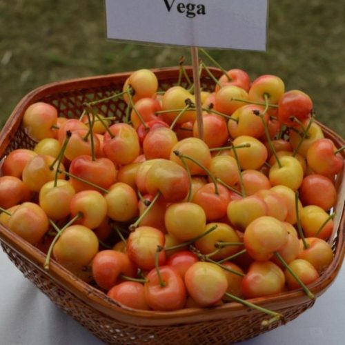 Fertődi borostyán/Vega cseresznye - Szabadgyökeres, Sajmeggy alanyon