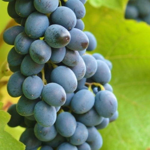 Moldova csemegeszőlő - Konténeres