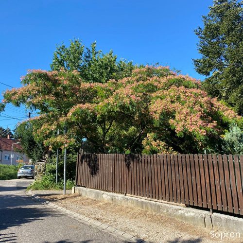 Perzsa selyemakác - Albizia julibrissin - Konténeres