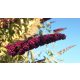 Pompás nyáriorgona - Buddleja davidii 'Royal Red' - Konténeres