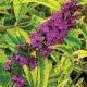 Sárga-tarka levelű nyáriorgona - Buddleja davidii 'Santana' - Konténeres