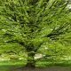 Közönséges gyertyán - Carpinus betulus - Konténeres